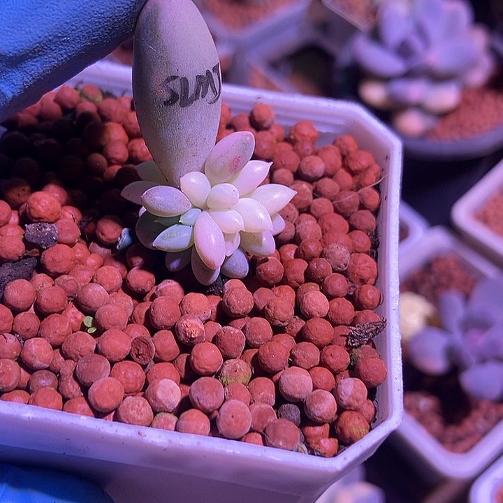 所罗门锦多肉植物