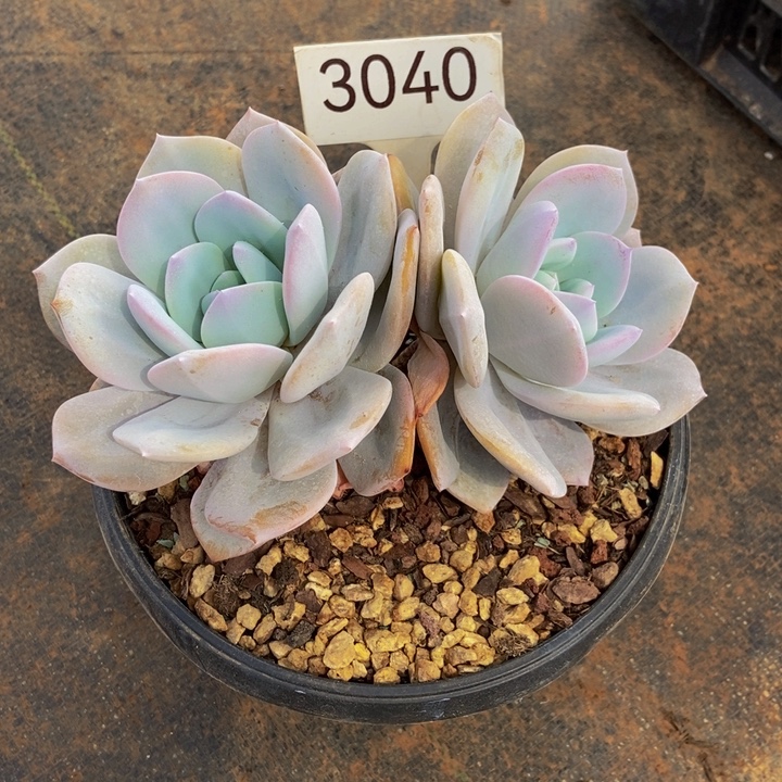 奶茶可拍111111111