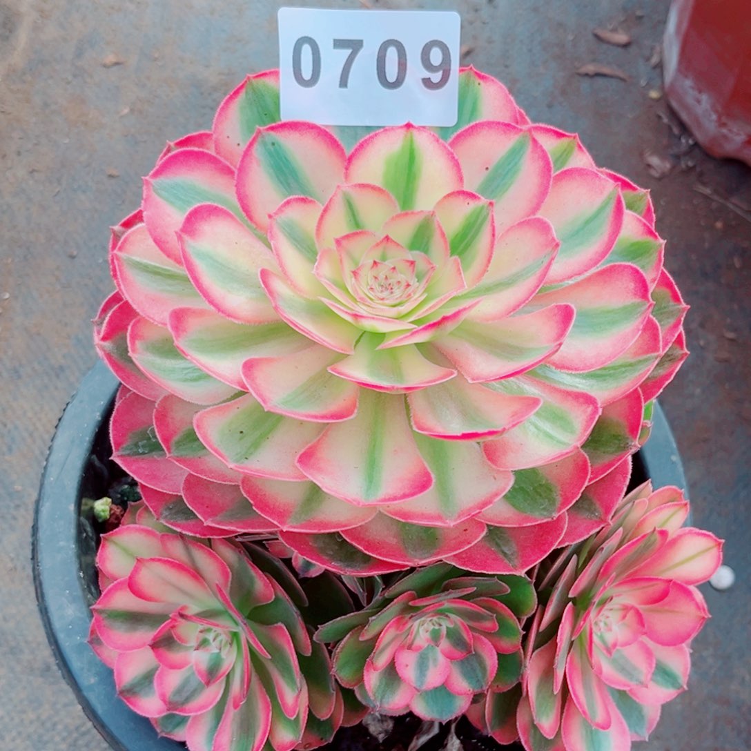 荔枝特价多肉发货