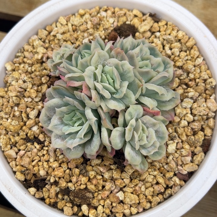 泡泡纱裙 夏鸣园艺