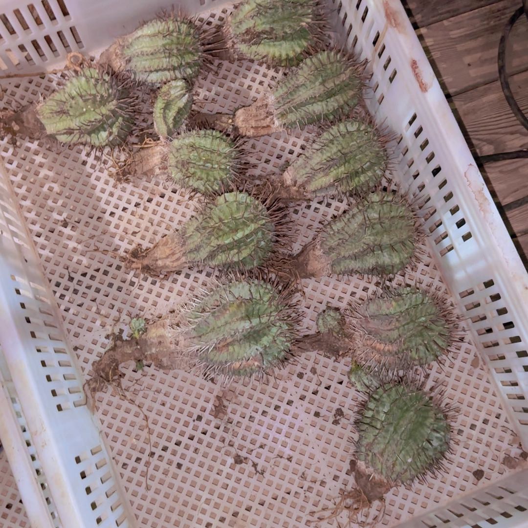 块根植物块根植物