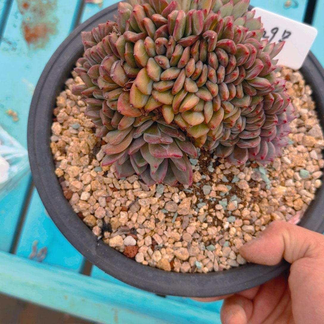 129号多肉11111111111