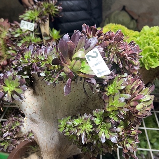 素***素多肉植物一个微瑕214