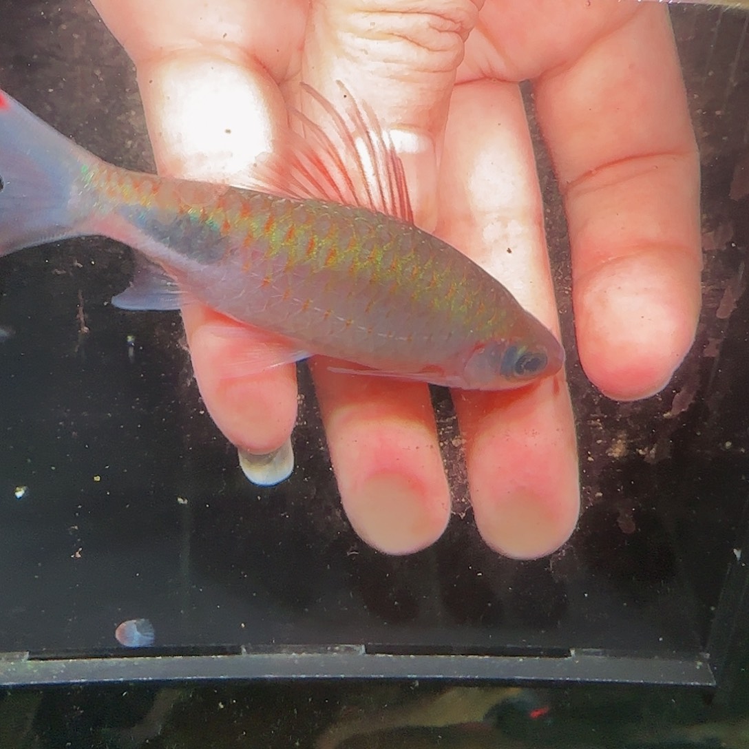 吉罗鱼百益城紫红黑影10-11厘米