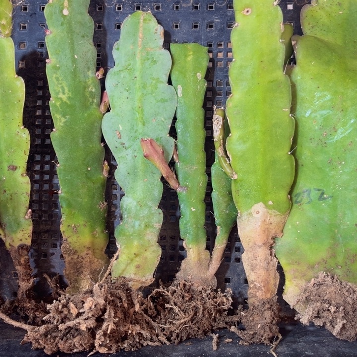 当前无花栽培后可以开花61