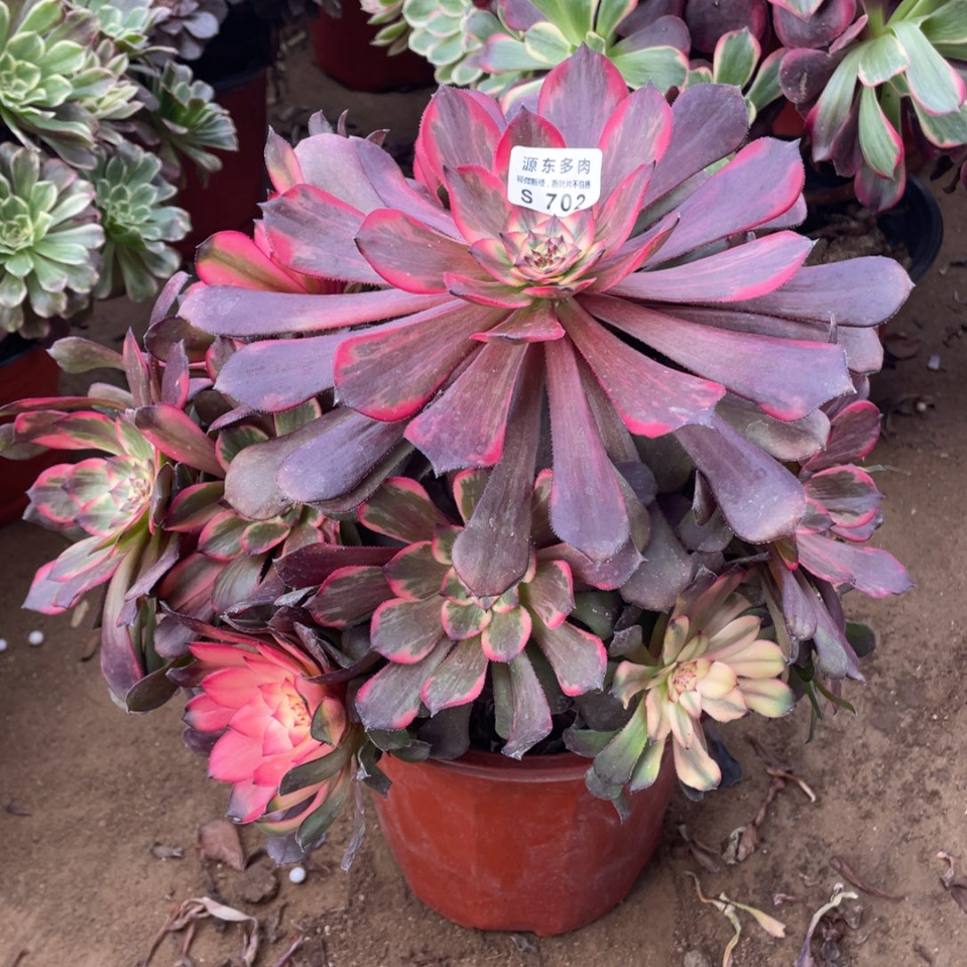 702烟华多肉法师断枝不包