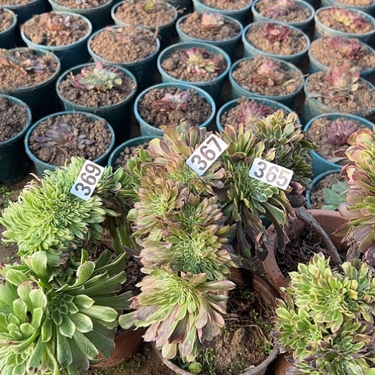 艾***姐多肉植物三个369.367.365