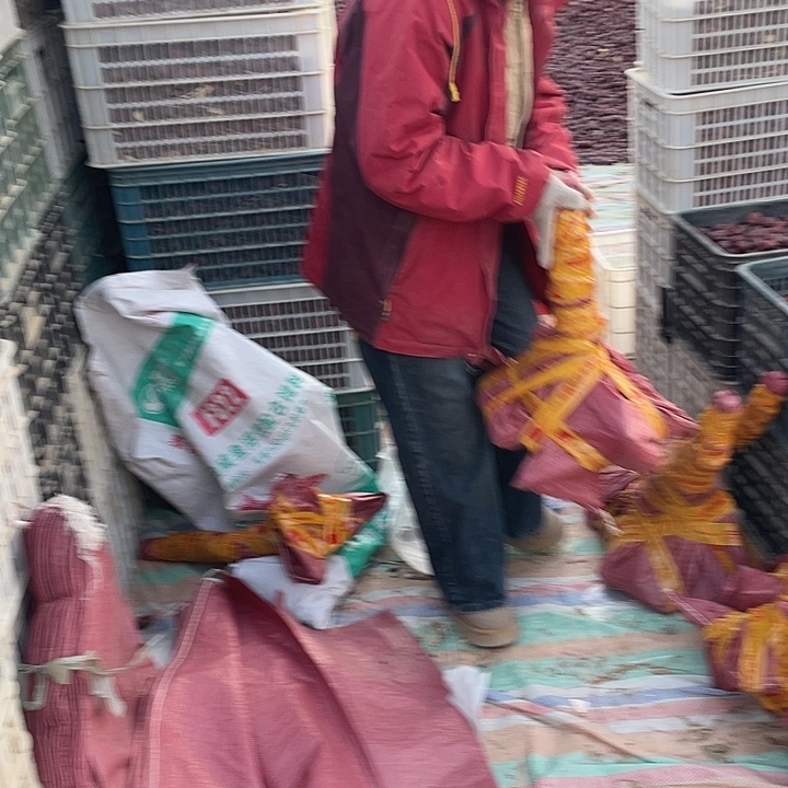 1***h和田红枣树苗一样