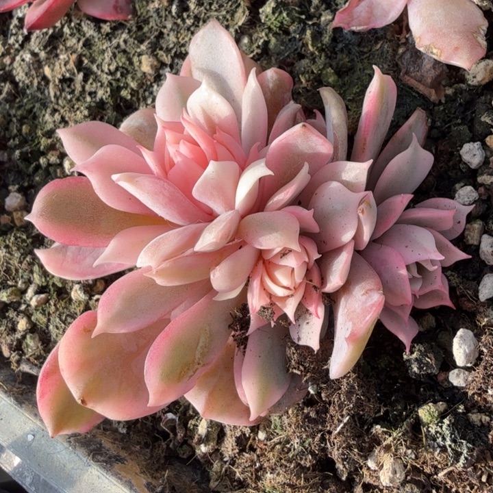 粉蝶锦腹轮锦群生