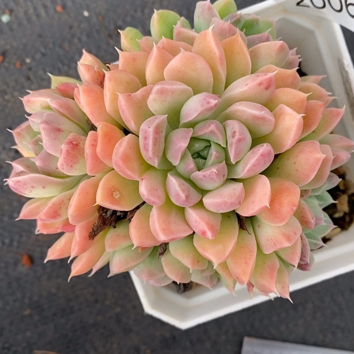 2006杂交老桩基地～10厘米