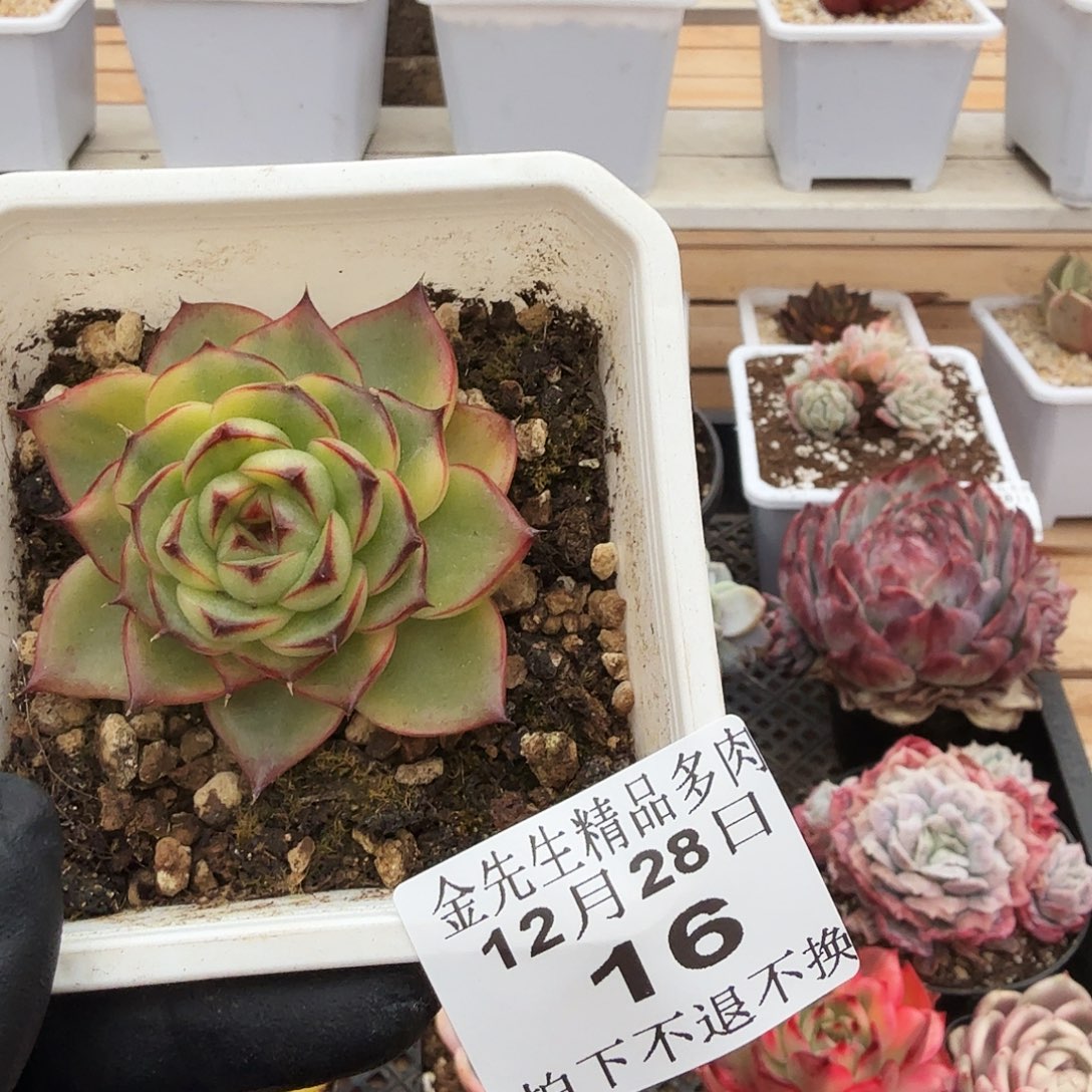 1228-16月亮石花脸锦