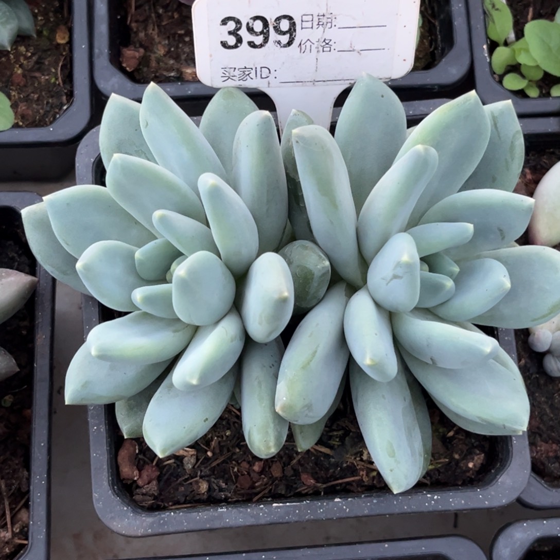 三色美人多肉植物399
