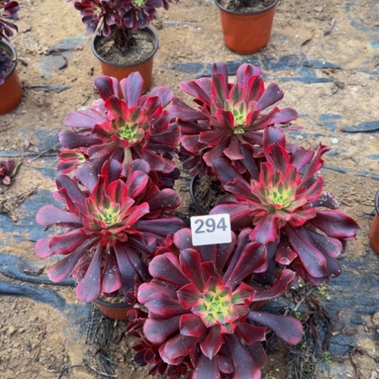 美杜莎5棵3号棚294