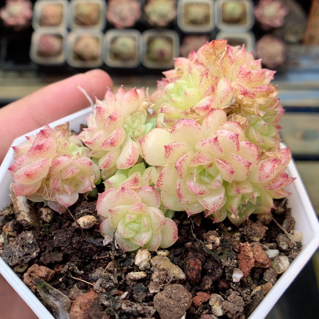 X165不整，20包邮两天凑单偏远不发货