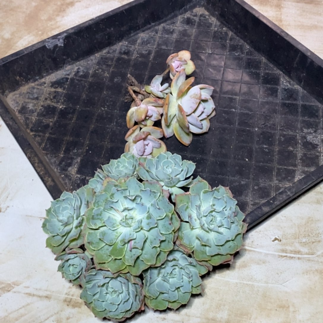 啊军喵多肉两棵一起