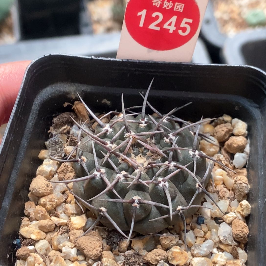 螺旋黑刺武勋丸杂交一颗仙人球