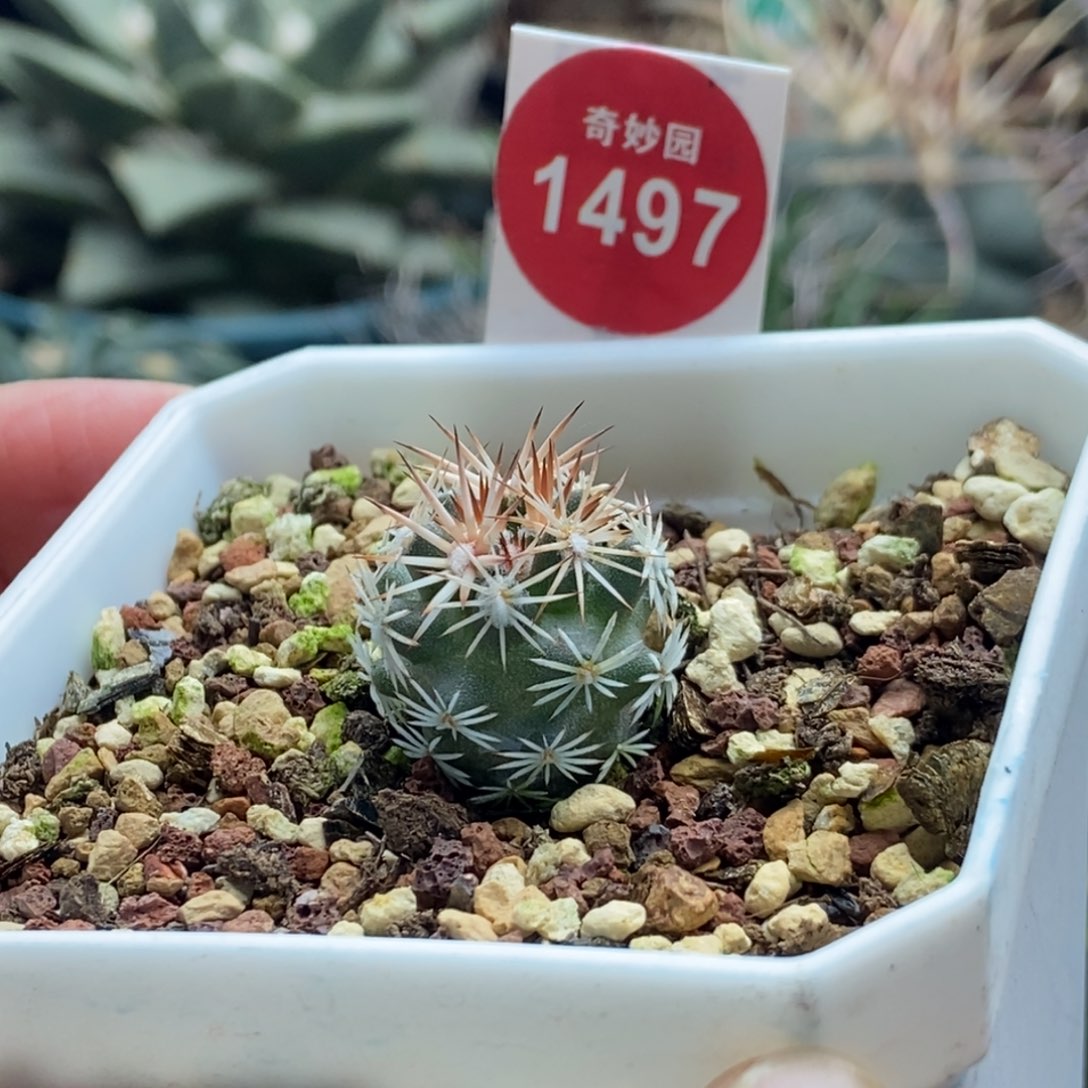 实生雪花丸1.9cm一棵仙人球