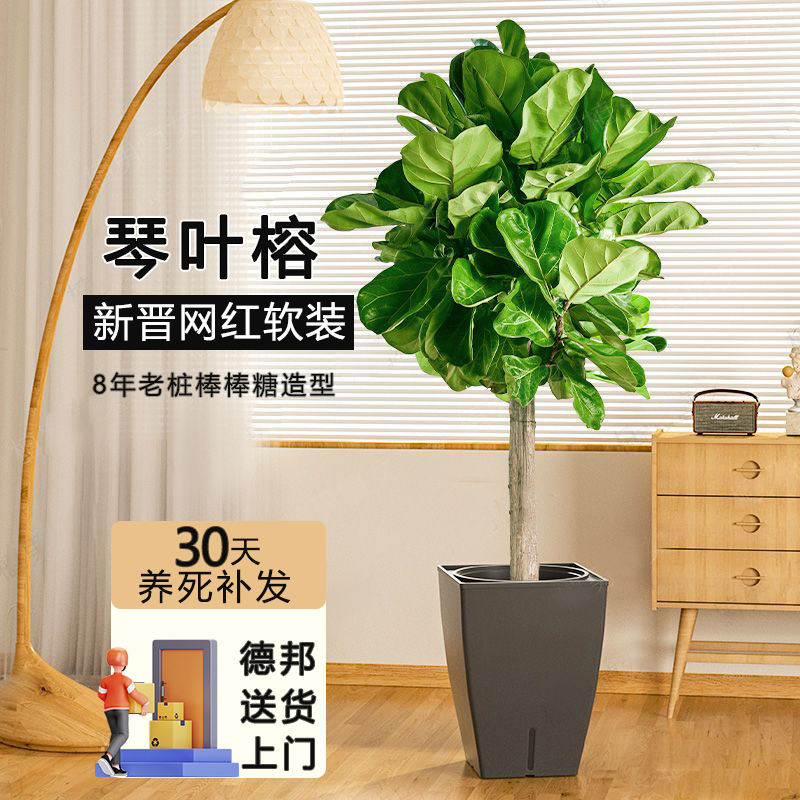 琴叶榕棒棒糖大叶盆栽绿植室内客厅大型易活乔迁新居好养1米以上