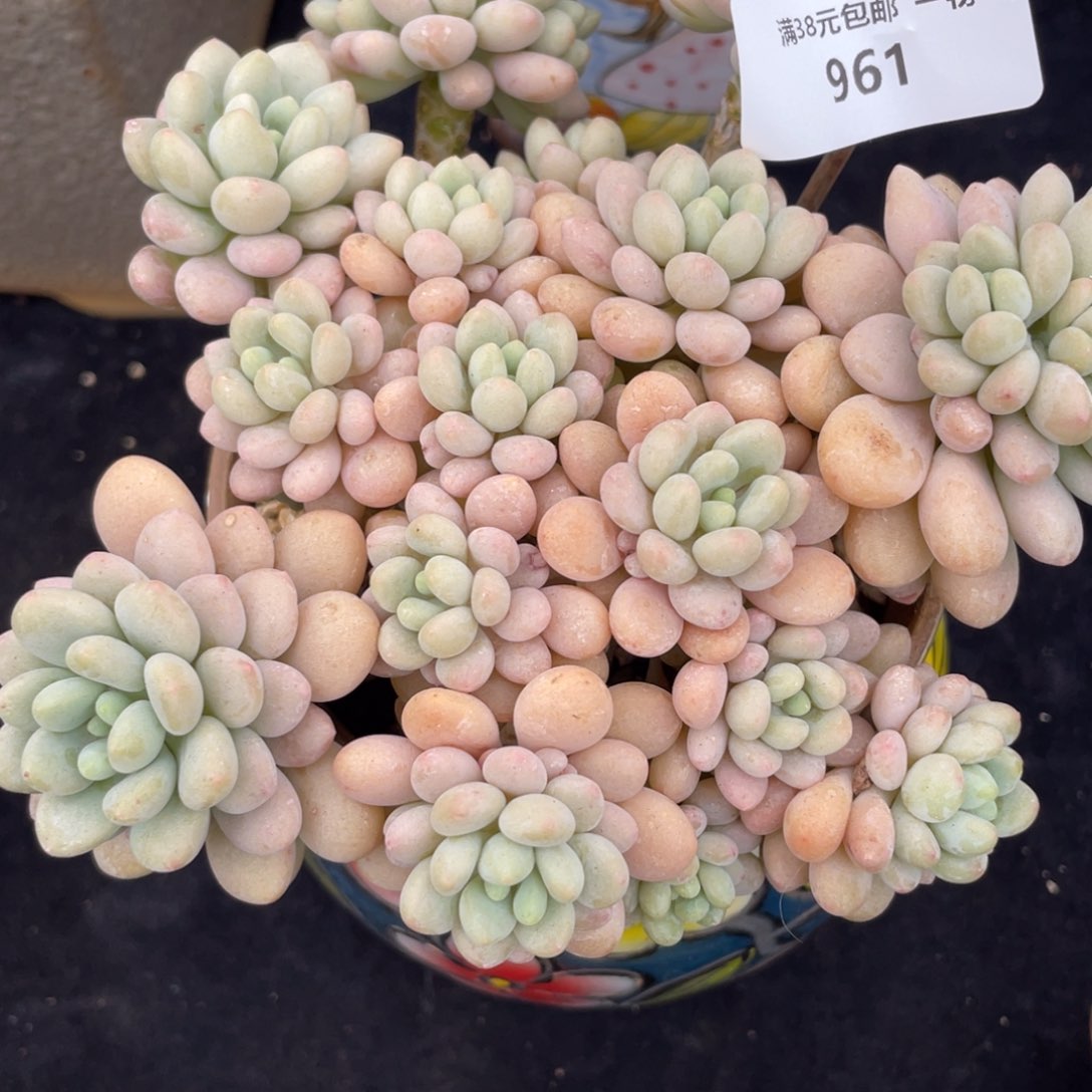 961洛可可鱼子酱多肉植物