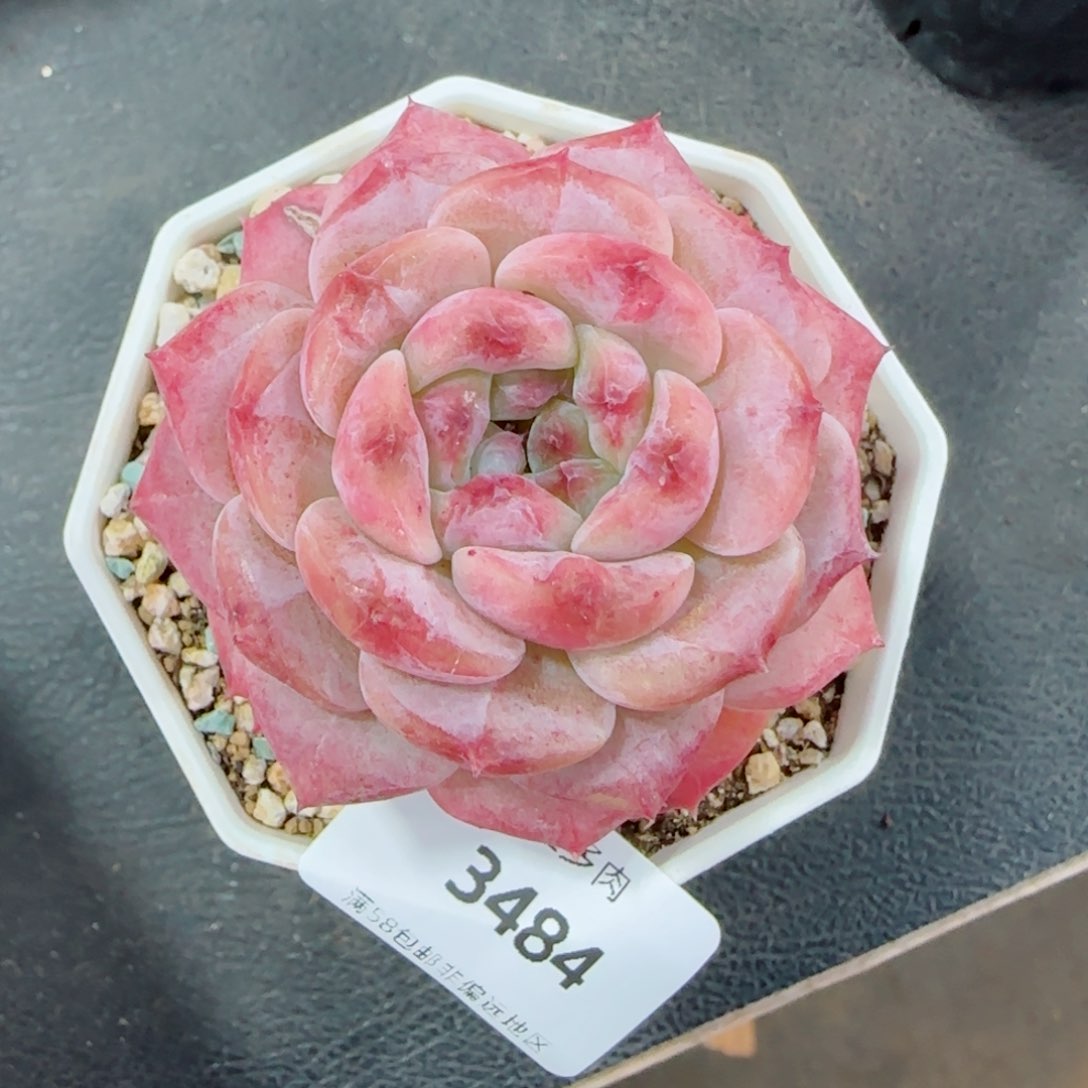 冰魄，3484多肉植物
