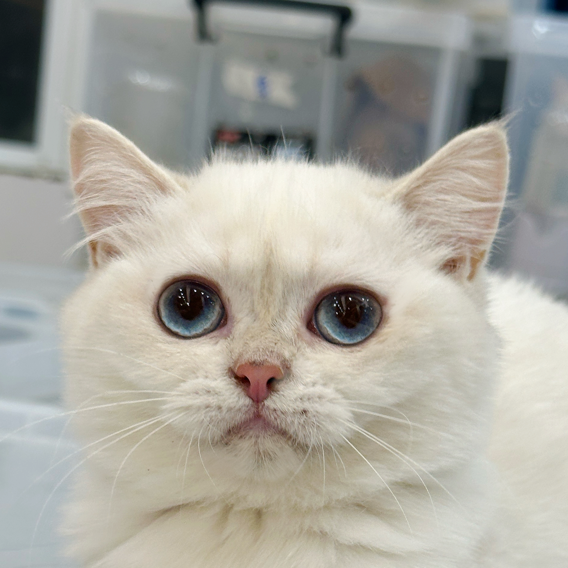 来了姊妹-金点英短猫-妹妹-12