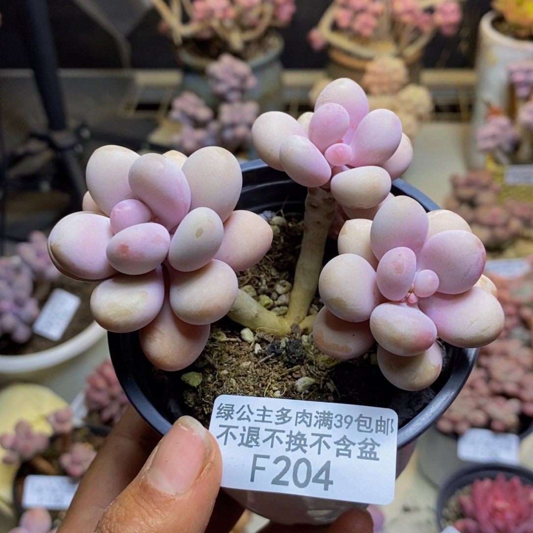 204糖果桃蛋多肉7c m