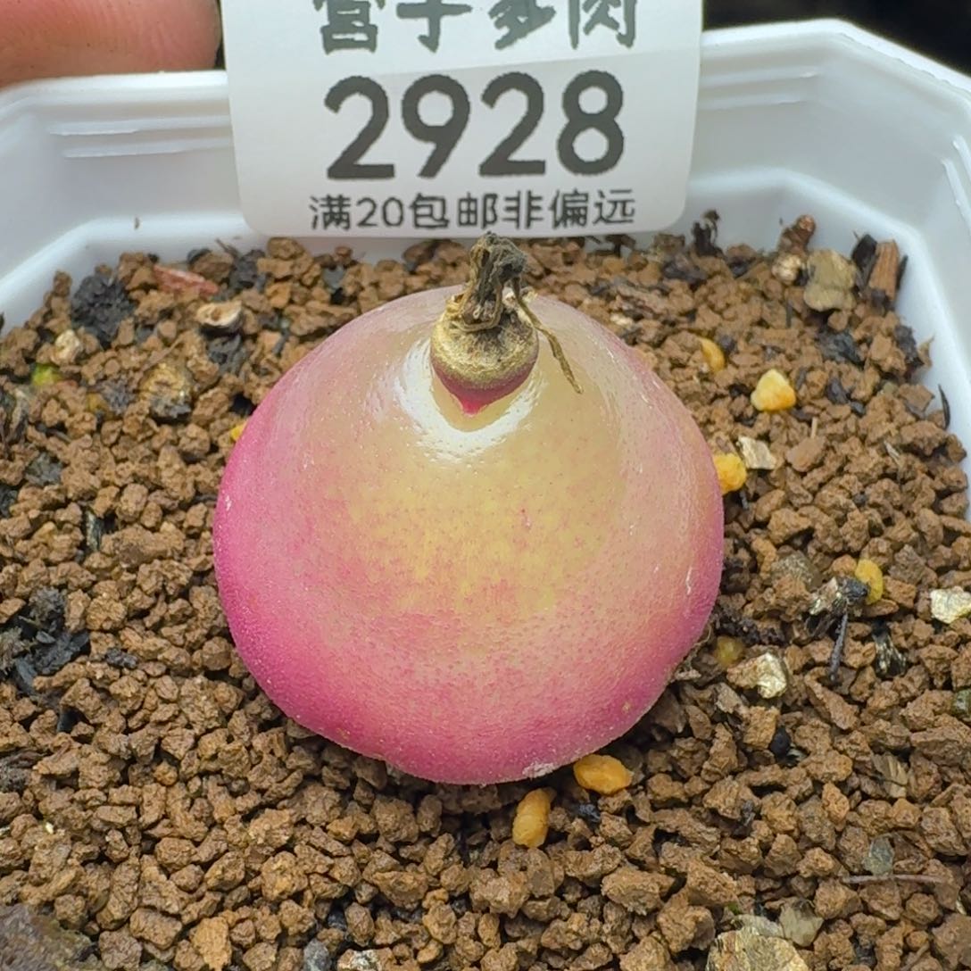 灯泡 2.8脱土             