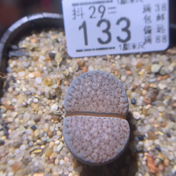  精品生石花29.133