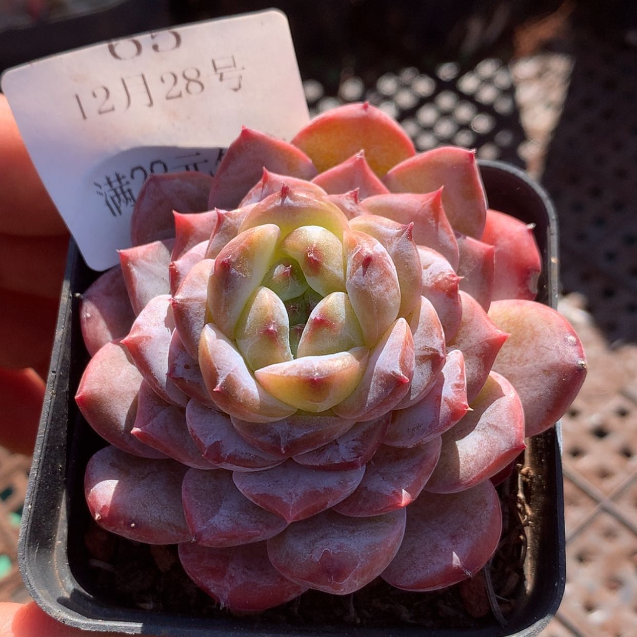 【闪购商品】云65号糖钻6厘米