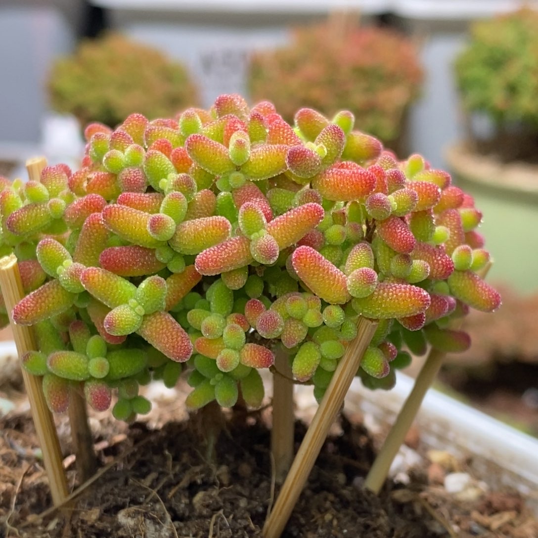 蜜桔糖球枝干番杏A118