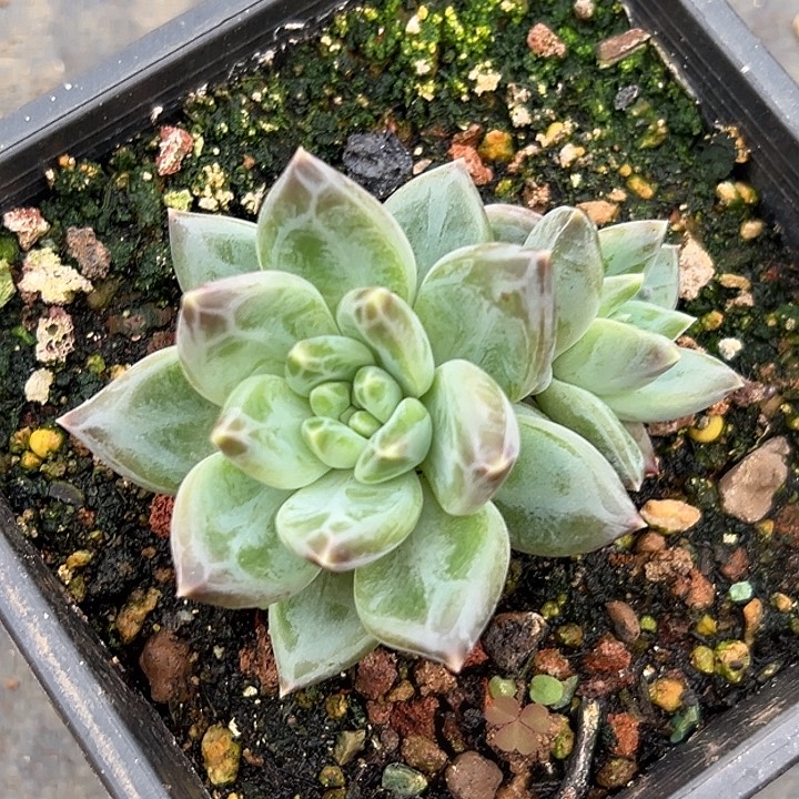 美人特价一物一拍