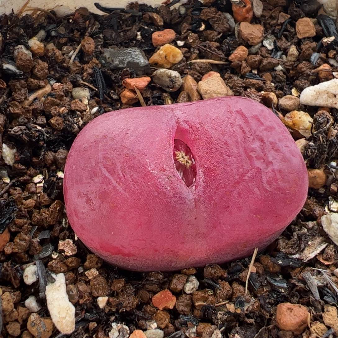 051多肉植物组合