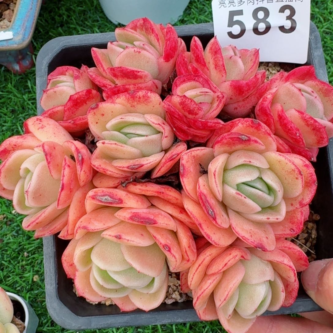 冰玫瑰群生         精品多肉