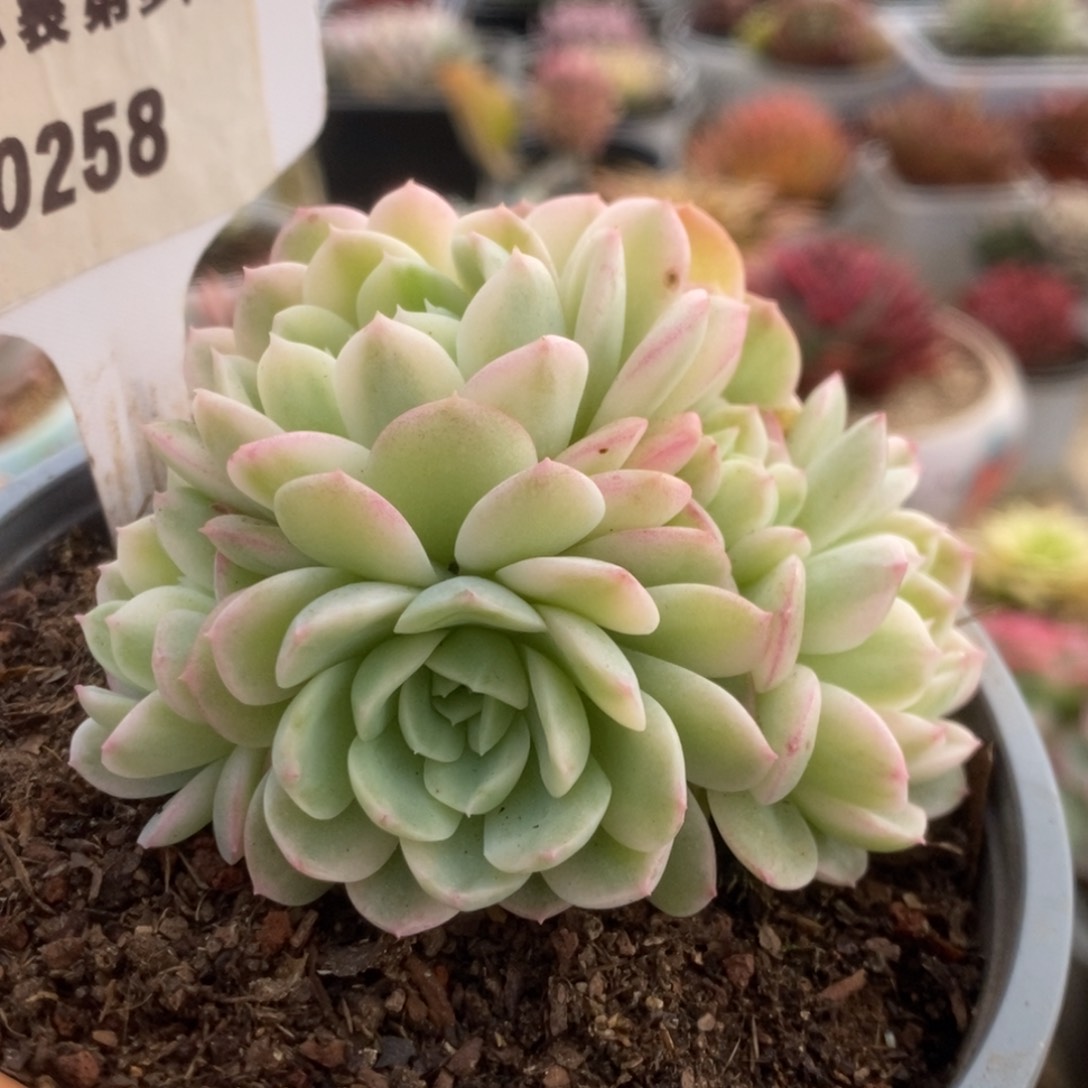 258茉莉花福利锦锦锦锦锦锦