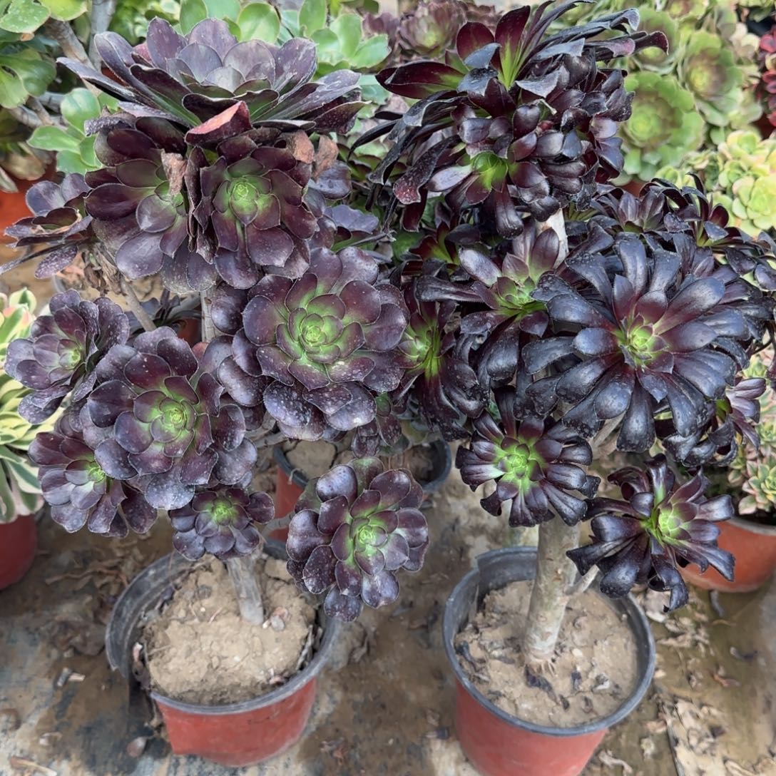 黑圆叶+墨法师两颗包邮断枝不包瑕疵