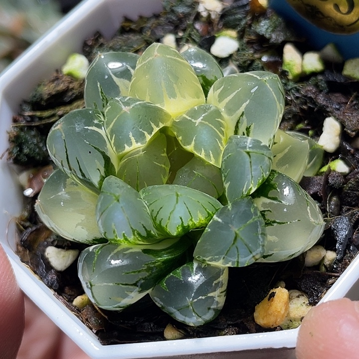 533北极之光锦福利一物