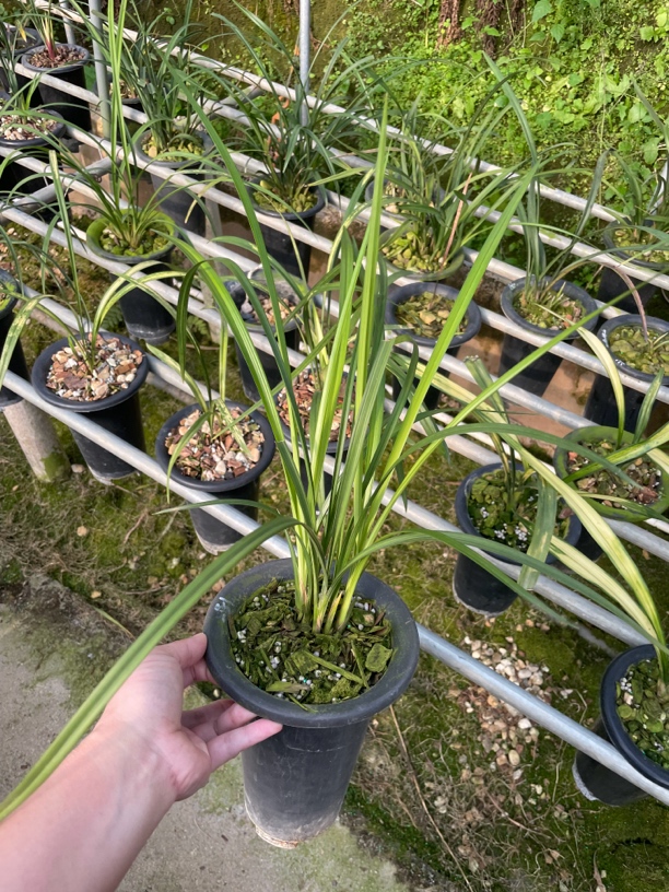 兰花建兰墨兰春剑好养花卉