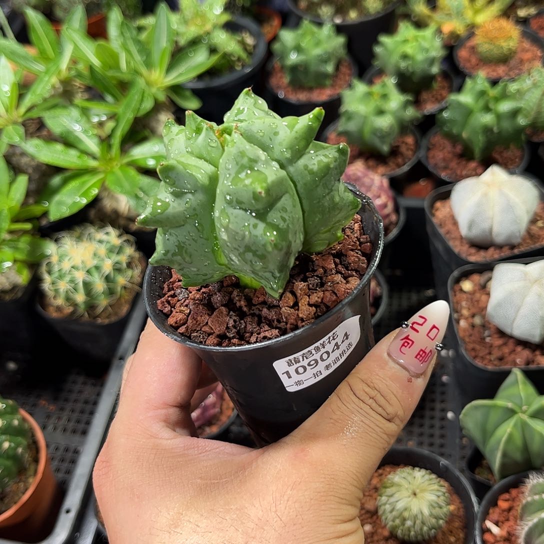 109044一物一拍单头发货脱土发货