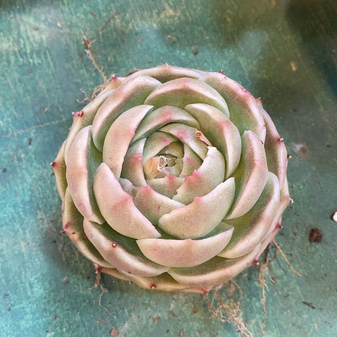 东云包子，蕾丝边，12345679