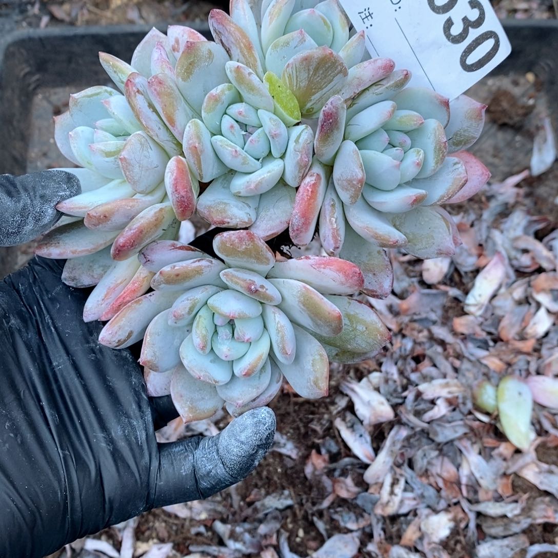 渐***境530石榴籽朵朵哇哇哇
