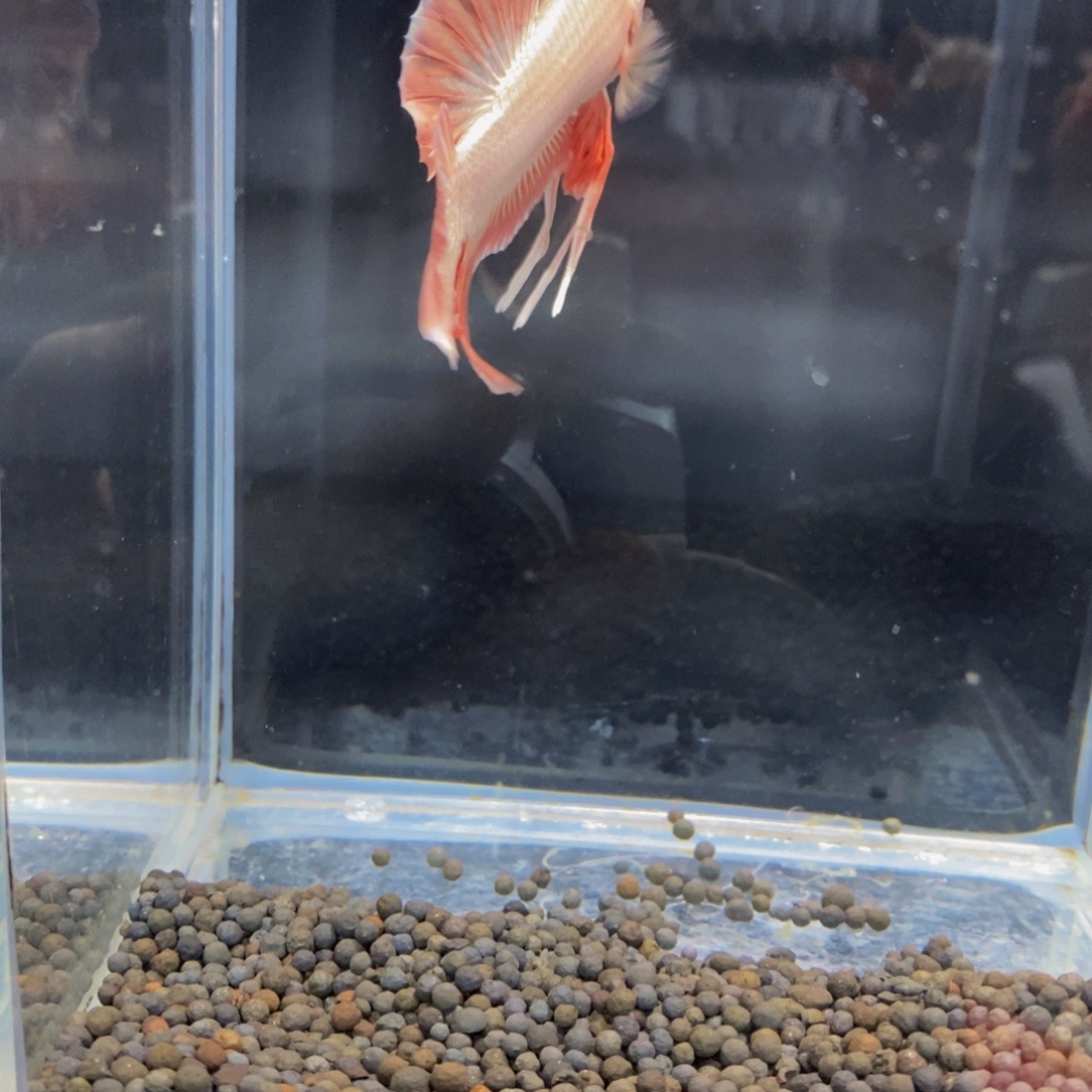 丁***阿斗鱼291巨斗11111