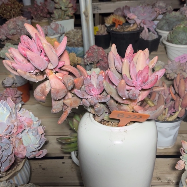 红手指多肉植物8222