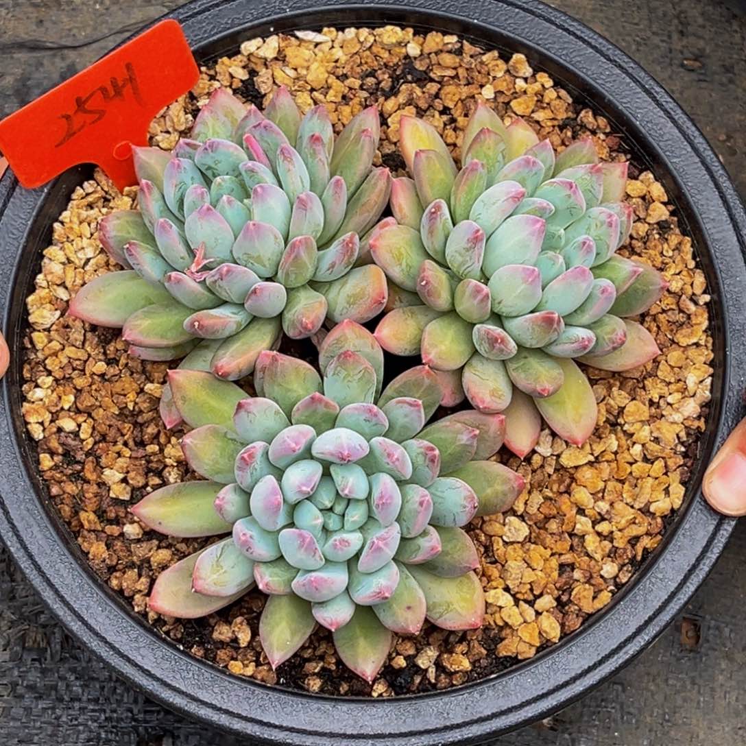 2541号上午多肉植物群生多肉植物