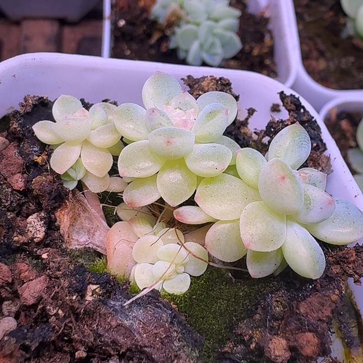 西米露4头群福利朵朵
