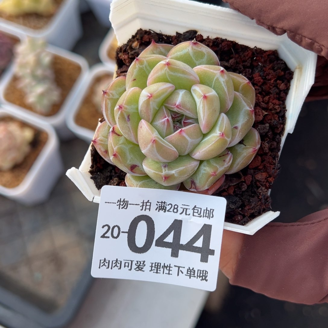 雪花珍妮多肉多肉多肉多肉多肉