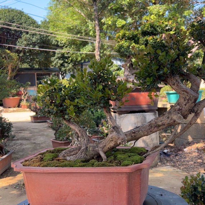 和***作无花朵这些天不见踪影