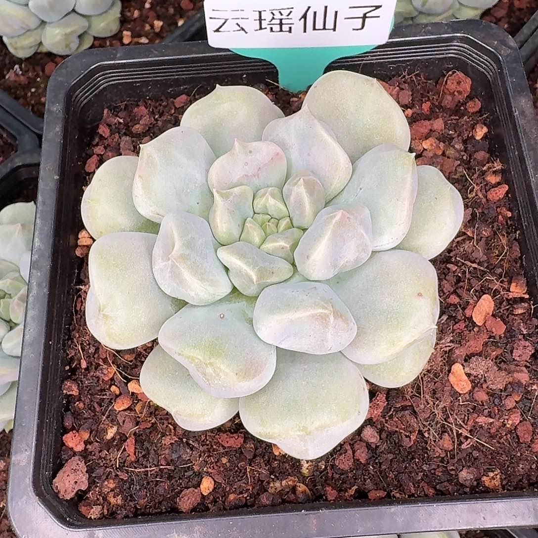 从前慢花园多肉编号-云瑶仙子