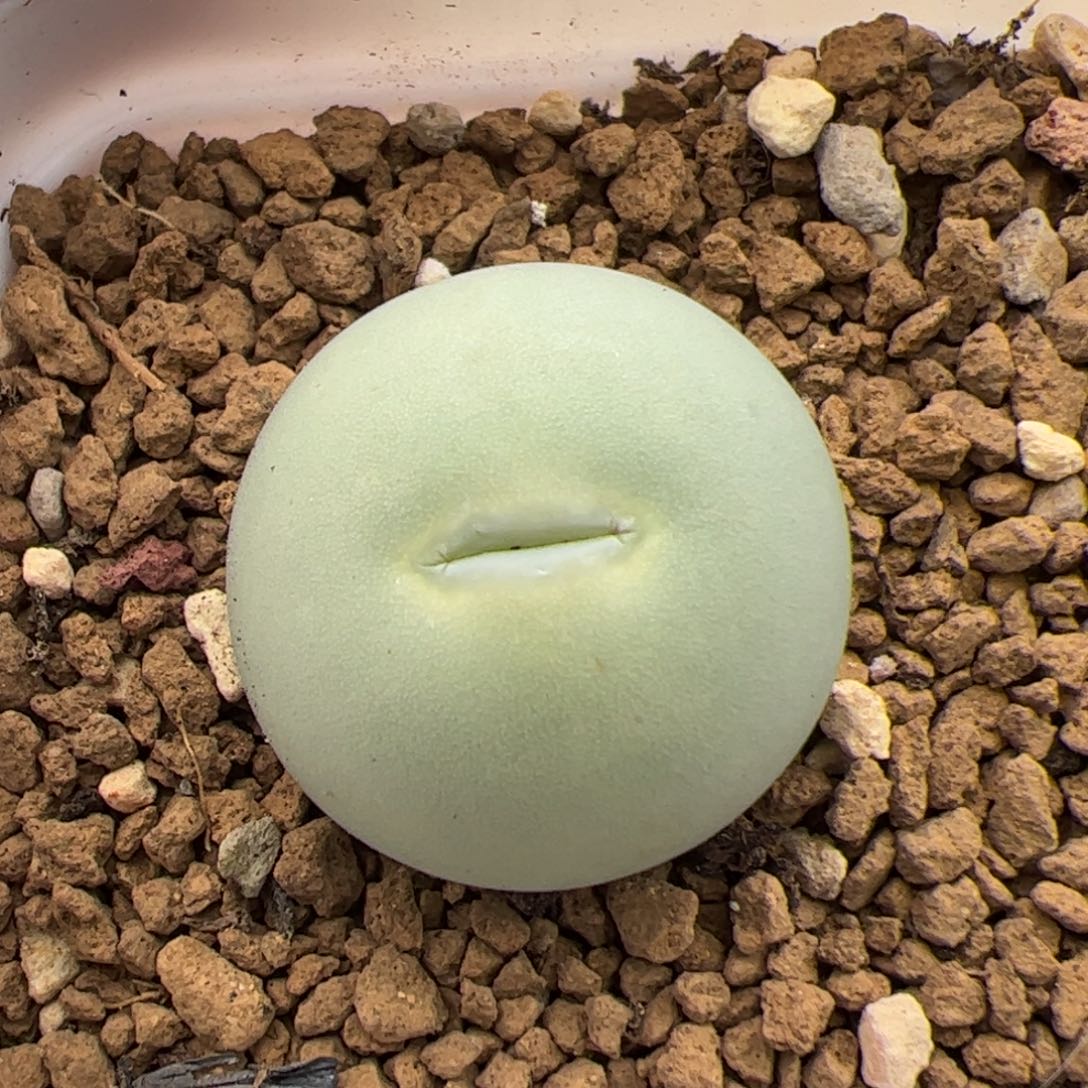 0680号鸽子蛋 多肉植物