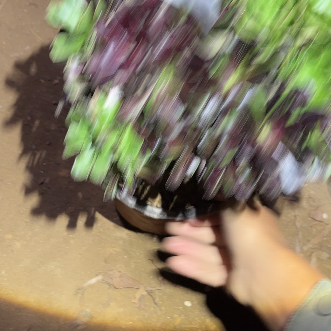 水墨丹青福利656号法师