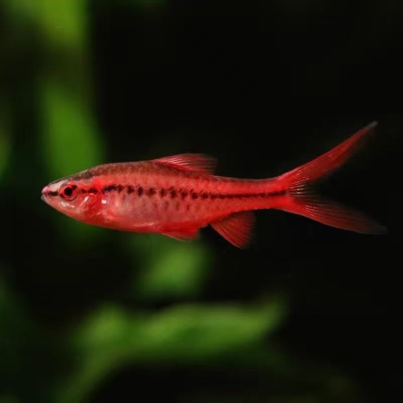 长尾樱桃灯喷火红玫瑰鱼草缸精灵小型鱼热带鱼观赏鱼淡水